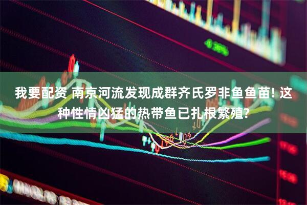 我要配资 南京河流发现成群齐氏罗非鱼鱼苗! 这种性情凶猛的热带鱼已扎根繁殖?